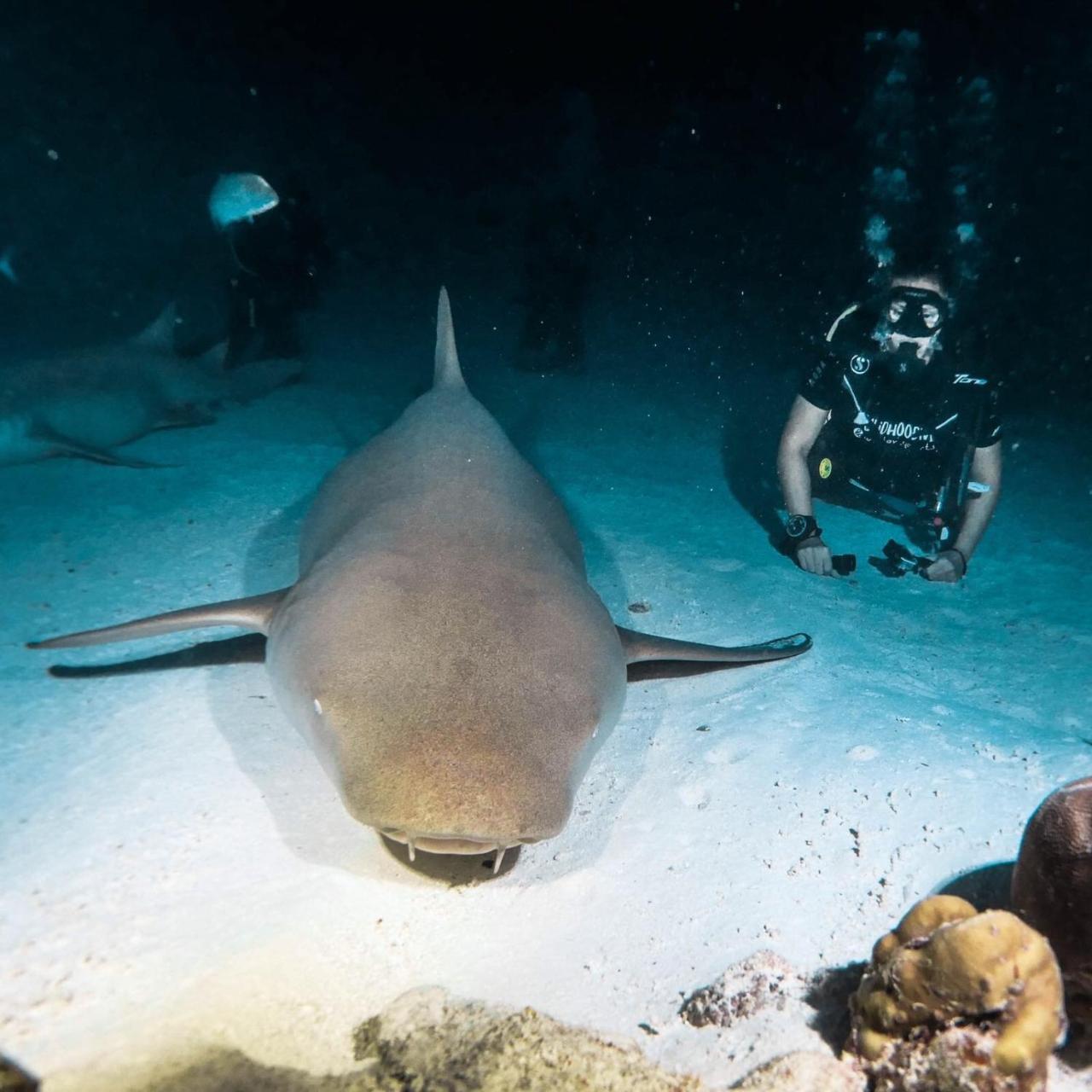 Seena Inn Fulidhoo Bagian luar foto